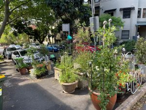 Ross Street verge garden